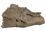 Fossil Hadrosaur (Edmontosaurus) Maxilla - Wyoming #350600-3